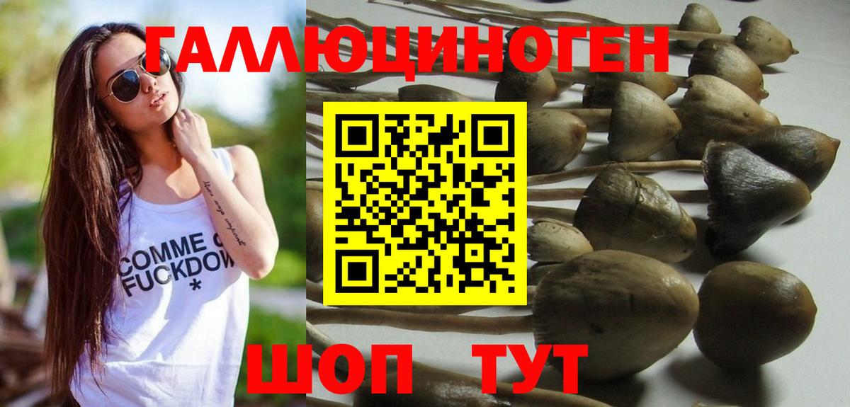 Галлюциногенные грибы GOLDEN TEACHER  наркотики  Усть-Джегута  Псилоцибиновые грибы Psilocybine cubensis  Вход с VPN 